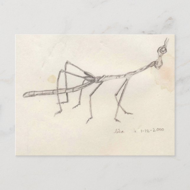 Walking Stick Insect Postcard (Front)