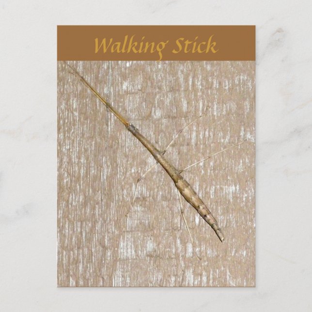 Walking Stick Postcard (Front)