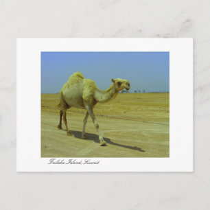 Walking the long road - Camel on Failaka Island Postcard