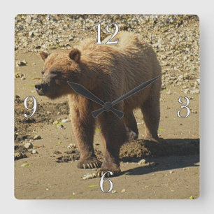 Walking Wild Grizzly Bear Wildlife Photo 2 Square Wall Clock