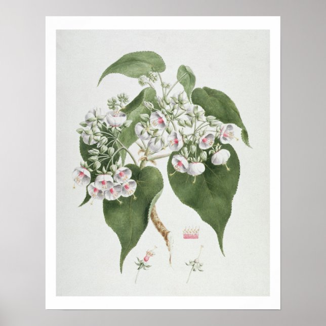 Walkuffa No.5 Dombeya torrida (w/c over graphite o Poster (Front)