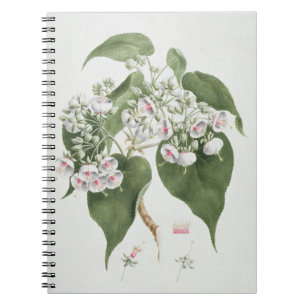 Walkuffa No.5 Dombeya torrida (w/c over graphite o Spiral Notebook