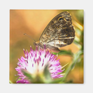 Wall Brown Butterfly On Thistle Magnet