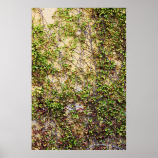 Wall Coverage - Ireland Poster