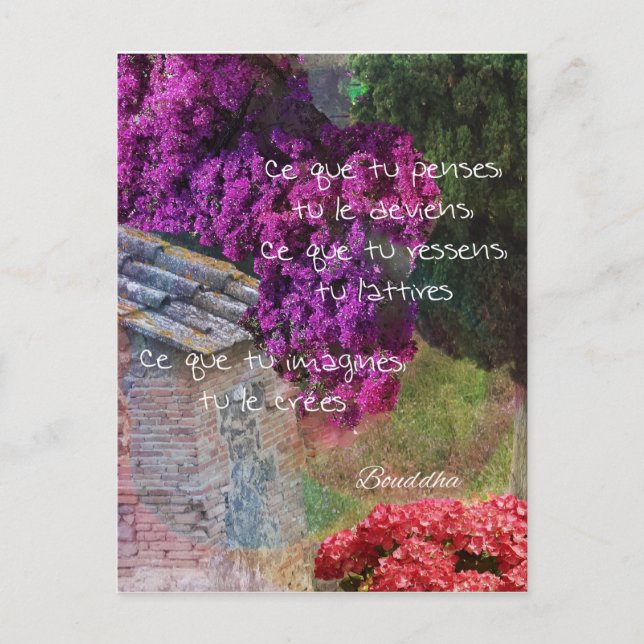 Wall,Nature and message Postcard (Front)
