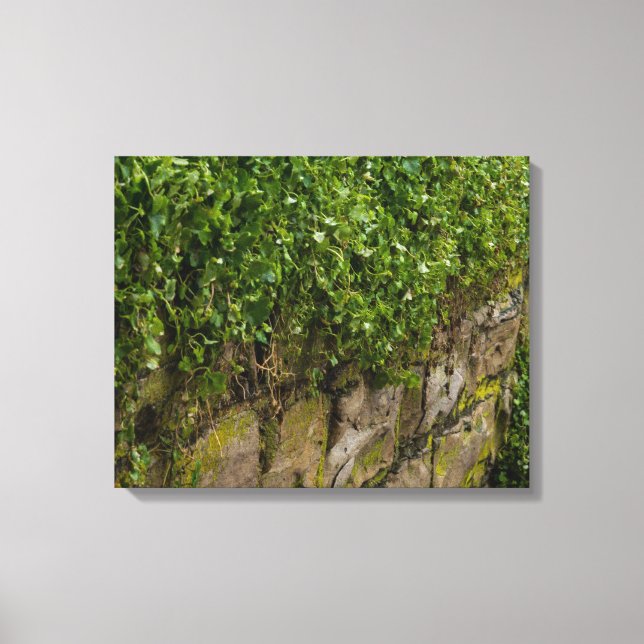 Wall Of Ivy Canvas Print (Front)