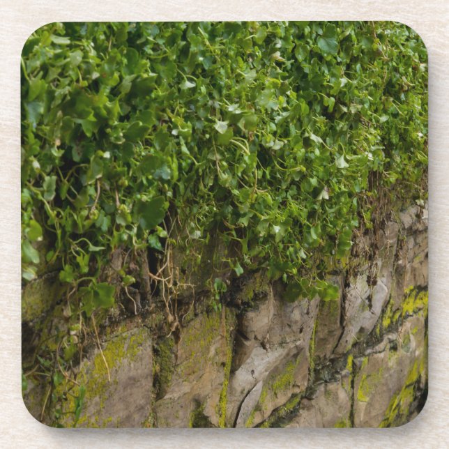 Wall Of Ivy Coaster (Front)