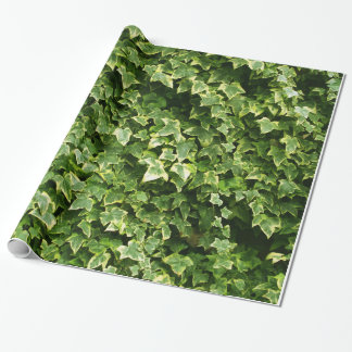 Wall of Ivy Leaves Wrapping Paper