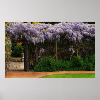 Wall of Wisteria Poster