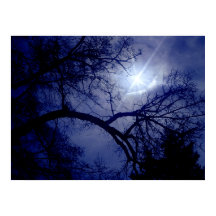 Wall Size Tree Silhouette Poster