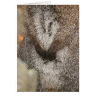 Wallaby
