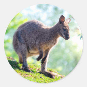 Wallaby Classic Round Sticker