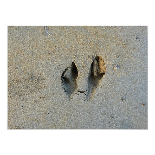 Wallaby Footprints in Sand Photo Print (Front)