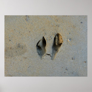 Wallaby Footprints in Sand Poster