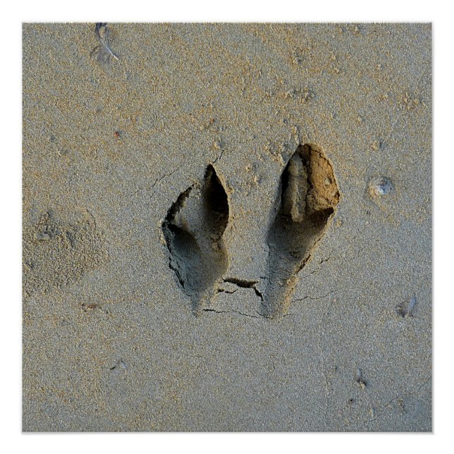 Wallaby Footprints in Sand Poster (Front)