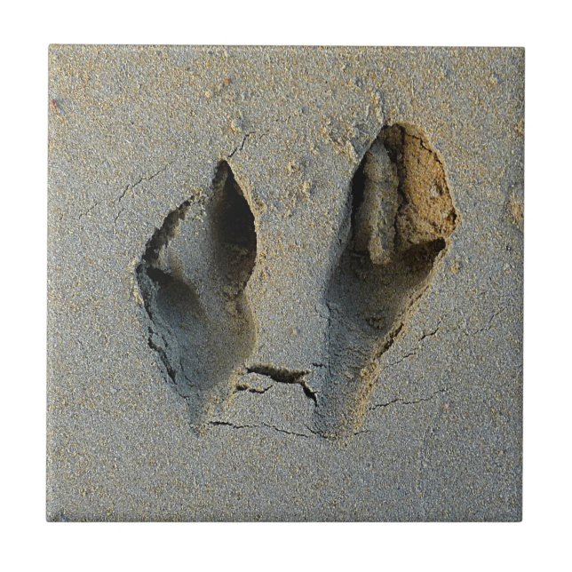 Wallaby Footprints in Sand Tile (Front)