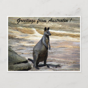 wallaby greetings postcard