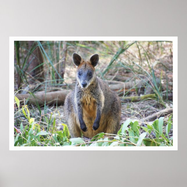 Wallaby in the Woods Poster (Front)