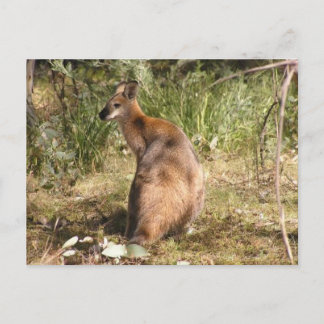 Wallaby Postcard