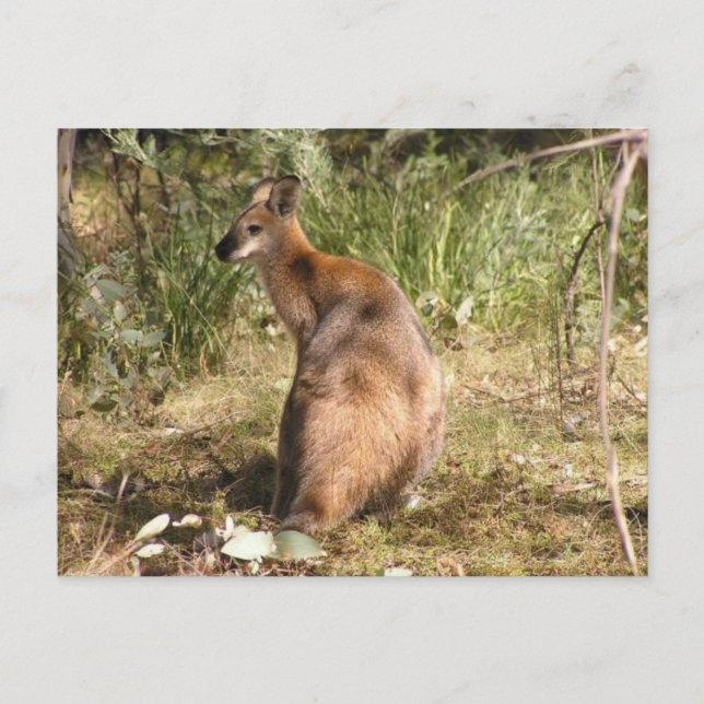 Wallaby Postcard (Front)