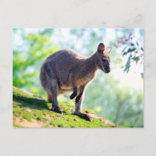 Wallaby Postcard