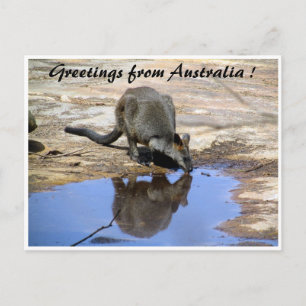 wallaby reflection greetings postcard