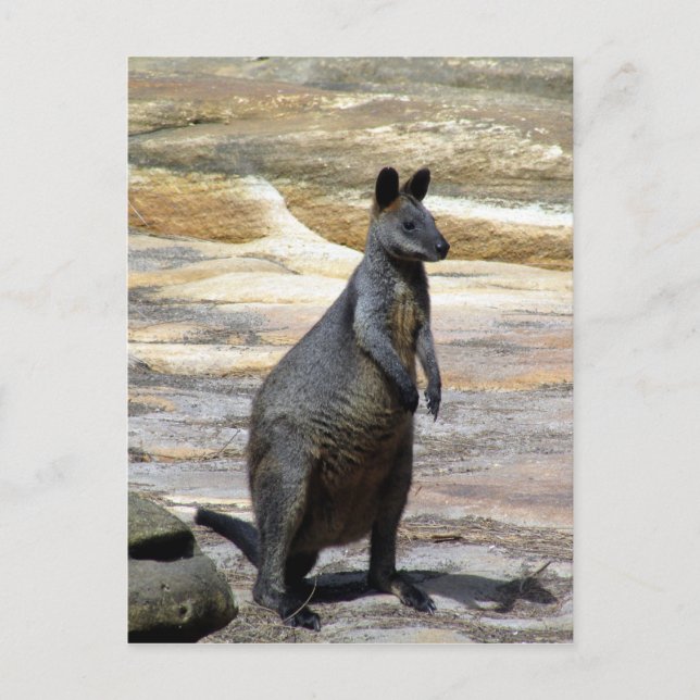 wallaby rocks postcard (Front)