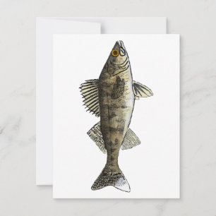 Walleye Card
