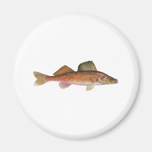 Walleye Magnet