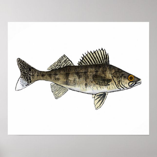 Walleye Poster (Front)