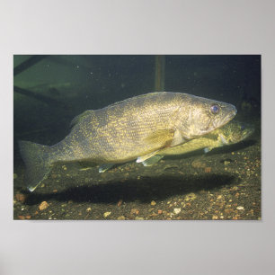 Walleye Swimming Fish in Tank Small Poster
