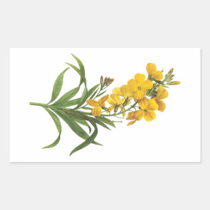 wallflower(Cheiranthus flavus) by Redouté Rectangular Sticker