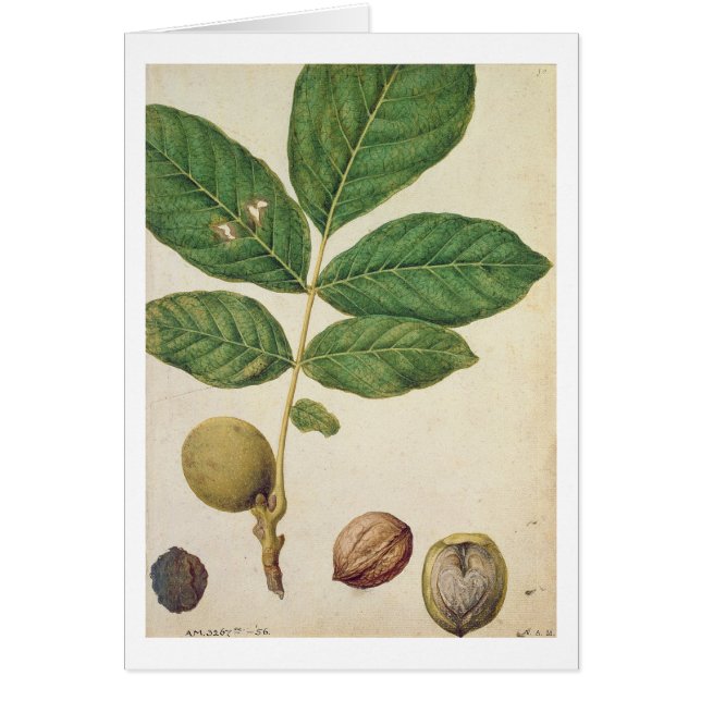 Walnut, c.1568 (w/c on paper) (Front)