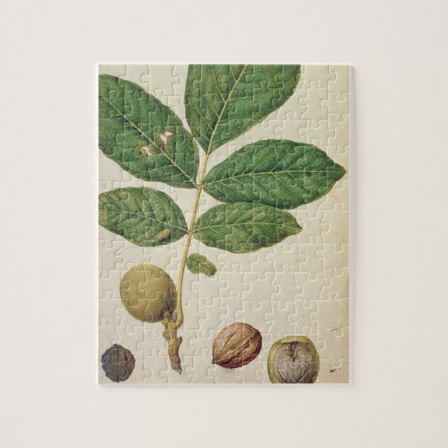 Walnut, c.1568 (w/c on paper) jigsaw puzzle (Vertical)