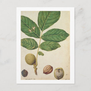 Walnut, c.1568 (w/c on paper) postcard