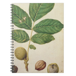 Walnut, c.1568 (w/c on paper) spiral notebook