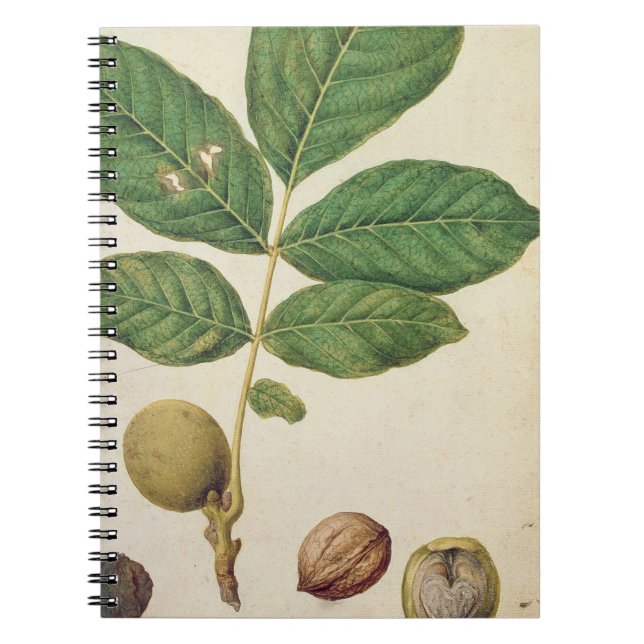 Walnut, c.1568 (w/c on paper) spiral notebook (Front)