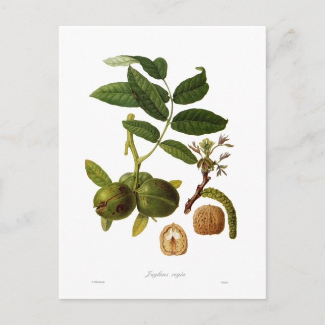 Walnut Postcard (Front)