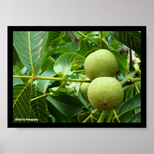 Walnuts in Green Foliage Poster