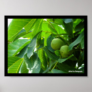 Walnuts in Green Lit Foliage Poster