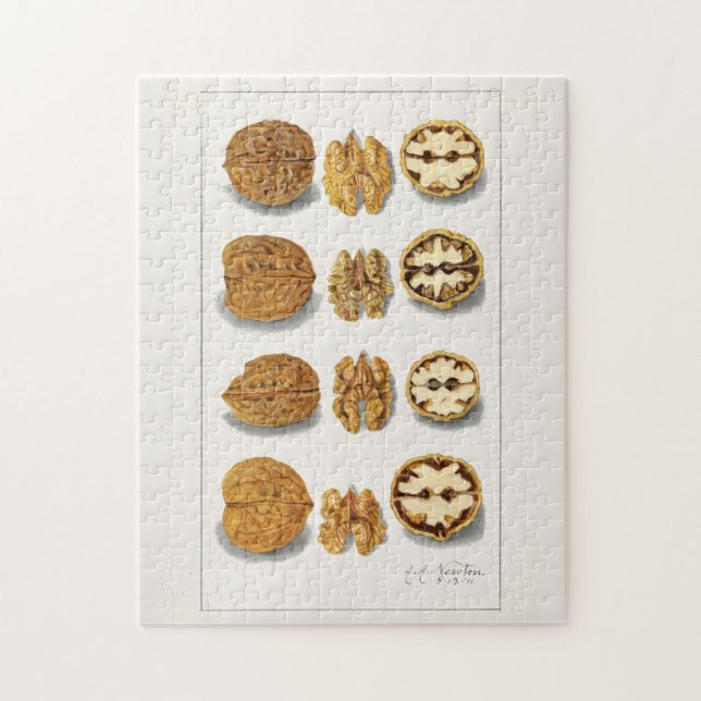 Walnuts (Juglans) Fruit Watercolor Painting Jigsaw Puzzle (Vertical)