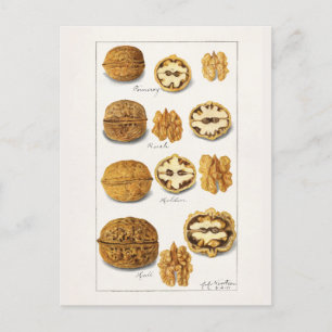 Walnuts (Juglans) Fruit Watercolor Painting Postca Postcard