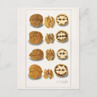 Walnuts (Juglans) Fruit Watercolor Painting