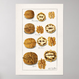 Walnuts (Juglans) Fruit Watercolor Painting Poster