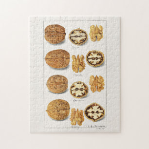 Walnuts (Juglans) Seed Watercolor Painting Jigsaw Puzzle