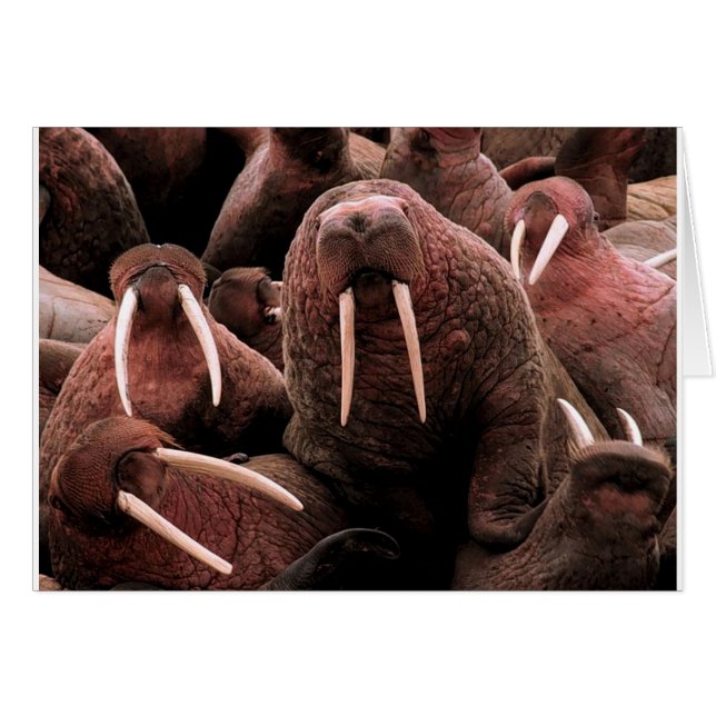 Walrus (Front Horizontal)