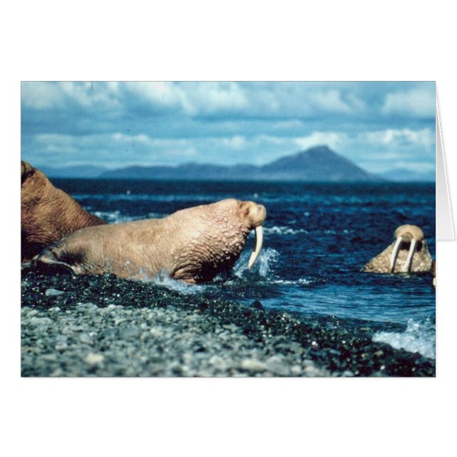 Walrus (Front Horizontal)