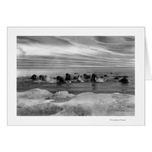 Walrus among the Ice Floes in Bering Sea
