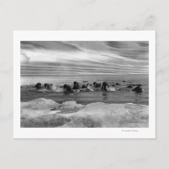 Walrus among the Ice Floes in Bering Sea Postcard (Front)