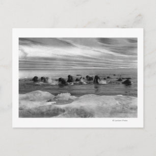 Walrus among the Ice Floes in Bering Sea Postcard